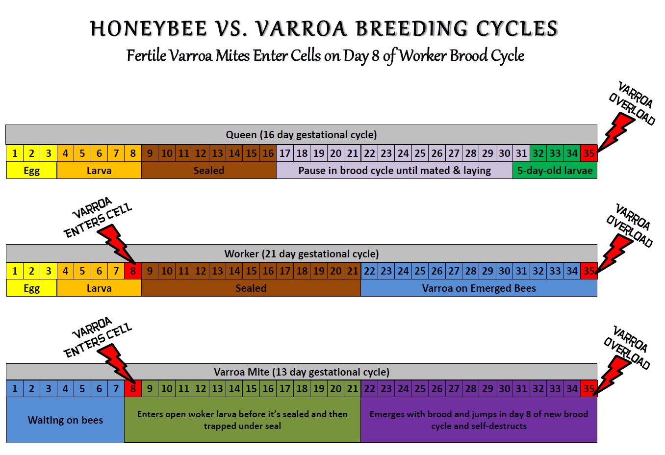 cycle abeille avec varroa