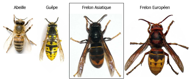 frelon asiatique